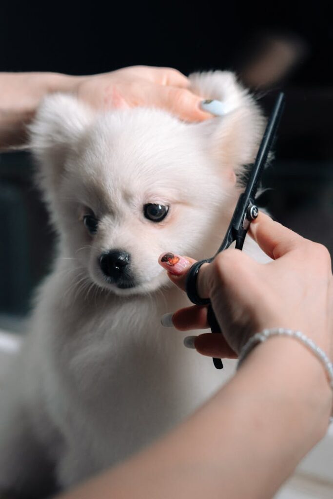 pexels-photo-12283472 Adorable white puppy gets a haircut during a grooming session. Perfect pet salon image.
