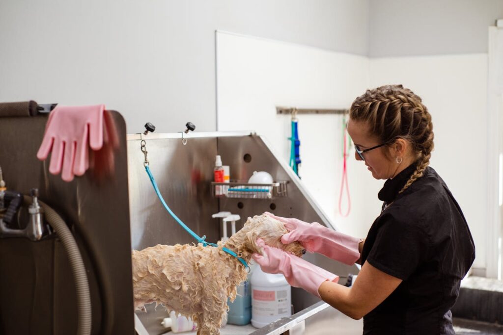 pexels-photo-19145897 Professional groomer washing a curly-haired dog at a grooming salon with care.