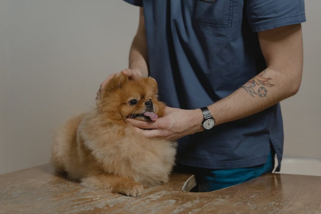 pexels-photo-6235661 A veterinarian examines a fluffy Pomeranian dog on a table, providing care and comfort.